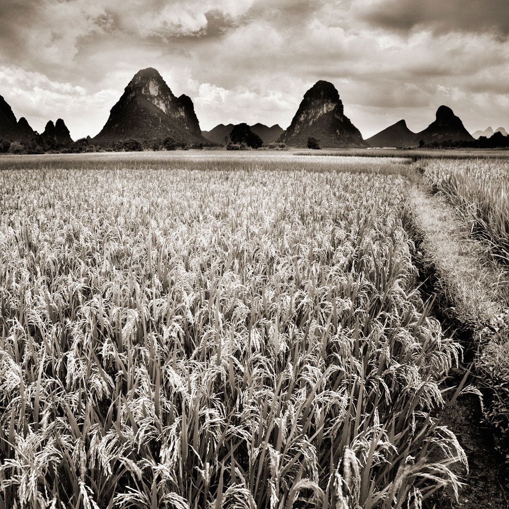 Rice Fields and Mountant, Guilin, China