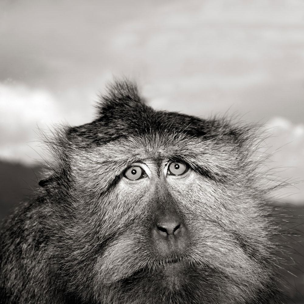 Portrait of long-tailed macaque (Mascaca fascicularis) 