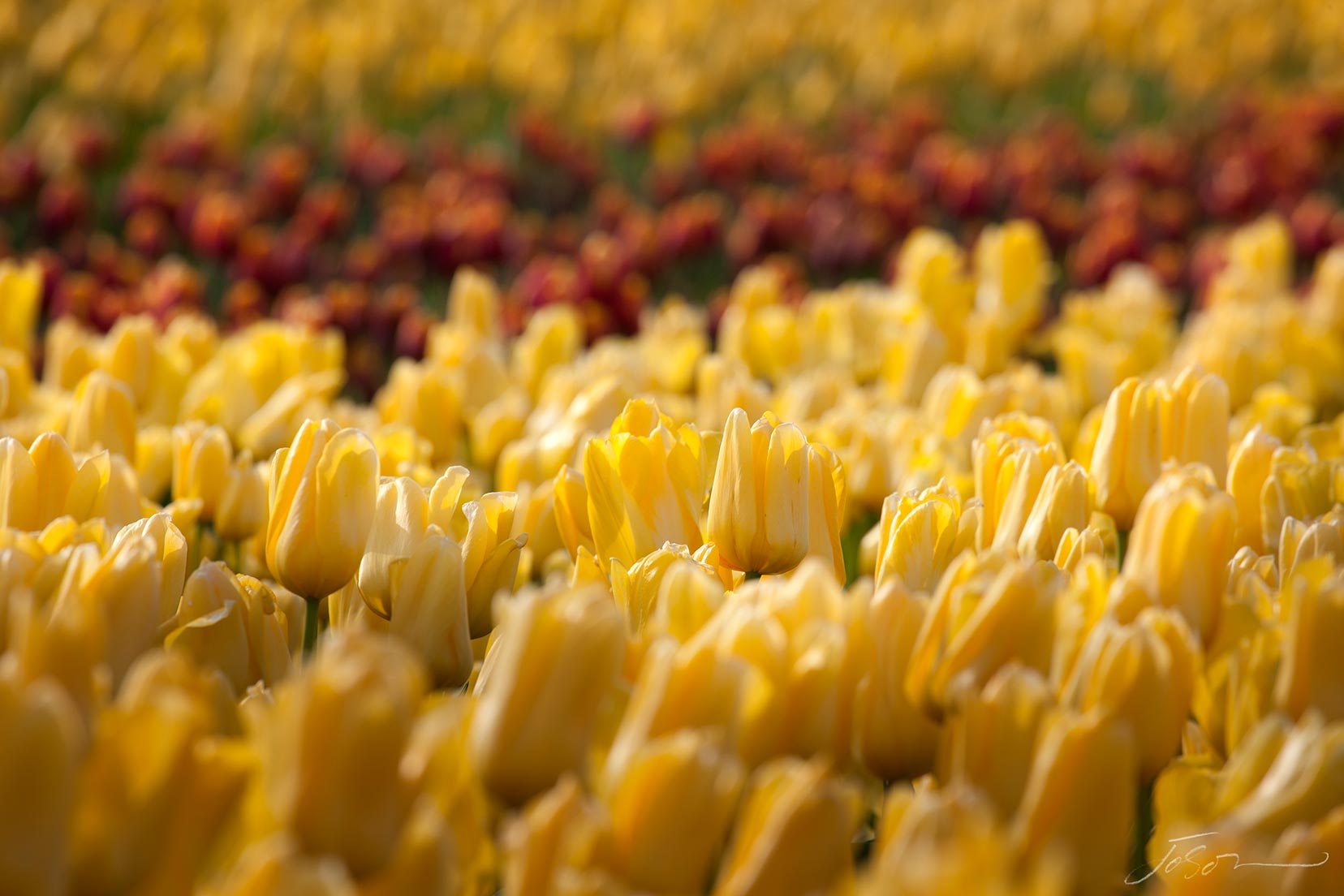 tulip-by-joSon_25