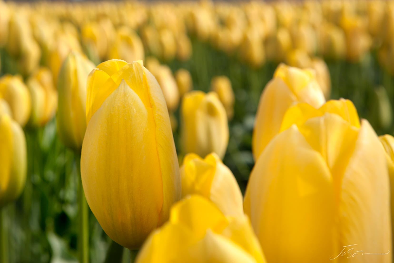 tulip-by-joSon_26