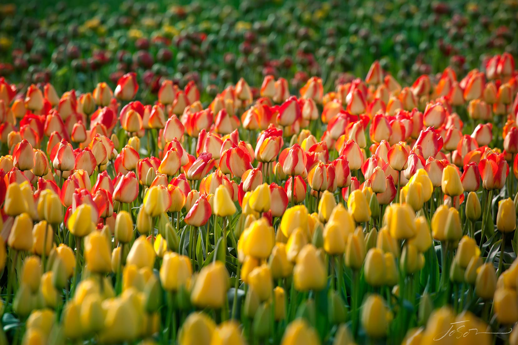 tulip-by-joSon_27