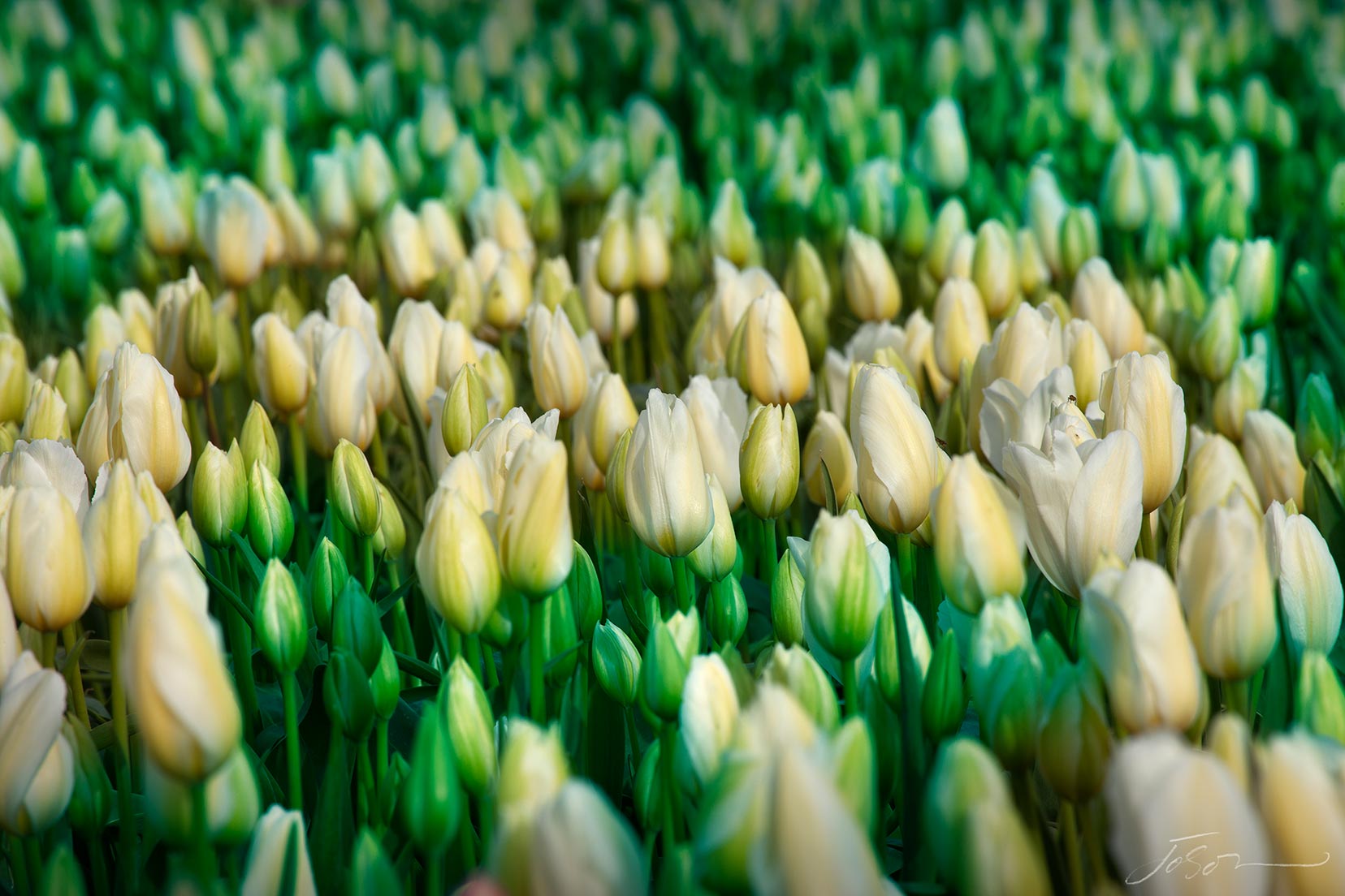 tulip-by-joSon_30